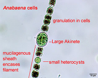 anabaena 400x