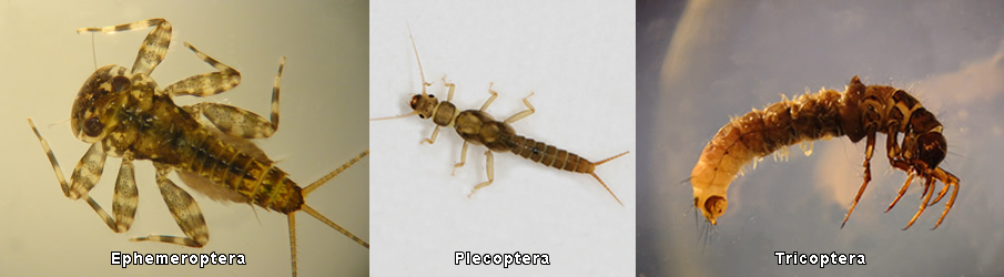 A Key To Stream Invertebrates: Ephemeroptera, Plecoptera, Tricoptera Index