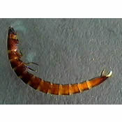riffle beetle larva
