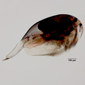 Pleuroxus striatus