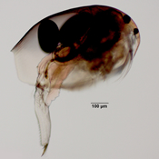 Pleuroxus striatus