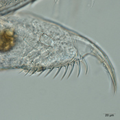 Daphnia parvula postabdominal claw