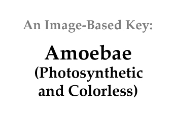 lobose amoebae