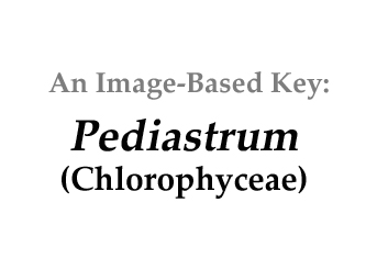 Description: E:\key pages\Pediastrum_basal.jpg