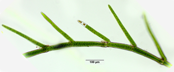 Phycokey - Chara images