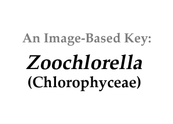 Description: Description: F:\unicells\non_flagellated\ZOOCHLORELLA\Zoochlorella_basal.jpg