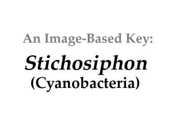 Phycokey - Stichosiphon
