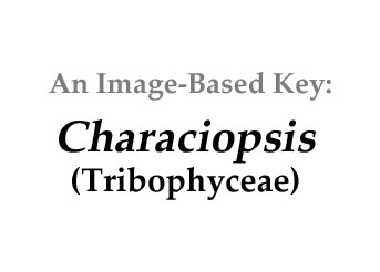 Phycokey - Chara images