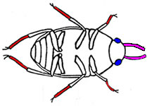 Drawing highlighting tarsi, compound eyes, and antennae