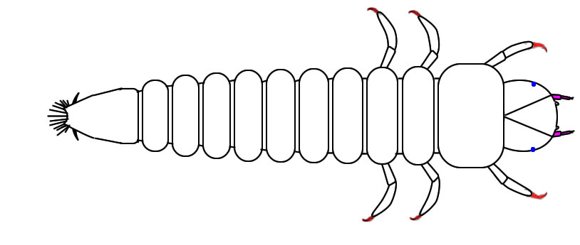 Larvae drawing highlight