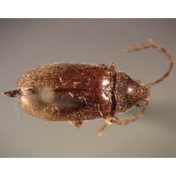 Ptilodactylidae