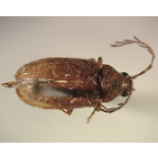 Ptilodactylidae