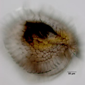 Chydorus bicornutus