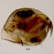 Pleuroxus denticulatus