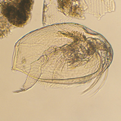 Pleuroxus straminius