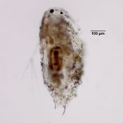 Parophryoxus tubulatus