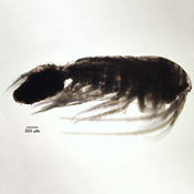 Female Hesperodiaptomus shoshone