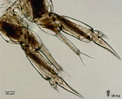 Female 5th leg Hesperodiaptomus shoshone