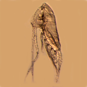 Skistodiaptomus pygmaeus