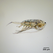 Skistodiaptomus pygmaeus