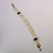 Chaoborus albipes