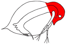 An Image-Based Key to the Zooplankton of the Northeast (USA)