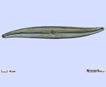 /phycokey/Choices/Bacillariophyceae/Pennate/biraphes/biraphe_unicells/biraphe_unicells_asymmetric/PLEUROSIGMA/Pleurosigma_Image_page.html#pic05