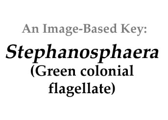 Description: E:\key pages\Stephanosphaera_basal.jpg