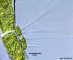 Description: E:\key pages\Aphanochaete_02_106x87_keweenawalgae.mtu.edu_jason_oyadomari.jpg