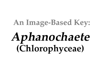 Description: E:\key pages\Aphanochaete_basal.jpg