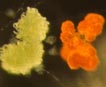Description: E:\key pages\Botryococcus_13_106x87_John_Dufresne_Great_East_20100628.jpg