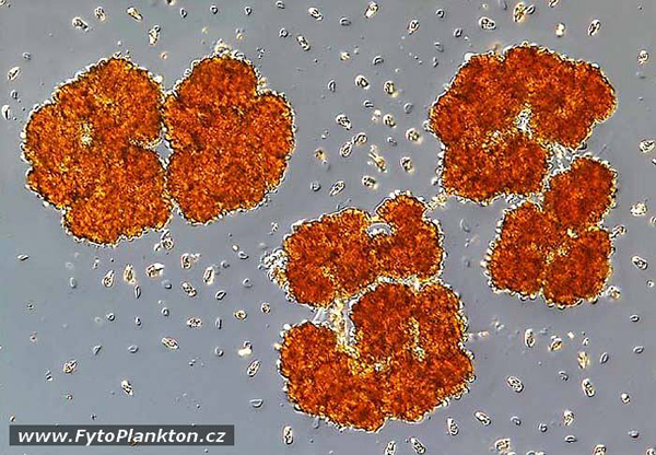 Phycokey - Botryococcus images