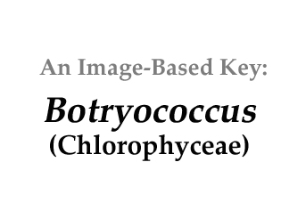 Description: E:\key pages\Botryococcus_basal.jpg