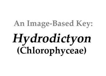 Description: E:\key pages\Hydrodictyon_basal.jpg