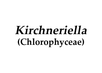 Description: E:\key pages\Kirchneriella_basal.jpg