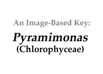 Description: F:\unicells\flagellated\PYRAMIMONAS\Pyramimonas_basal.jpg