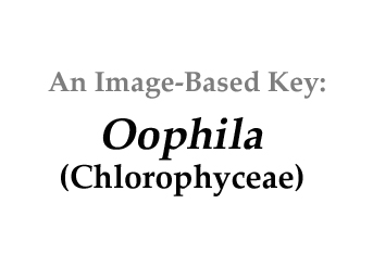 Description: E:\key pages\Oophila_basal.jpg